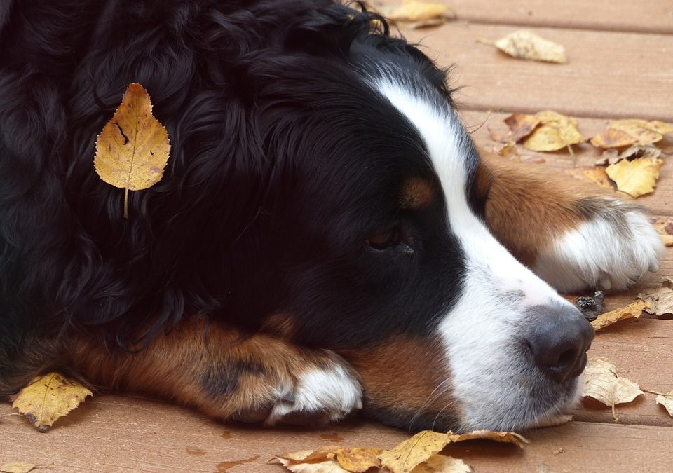 Dogs and colds