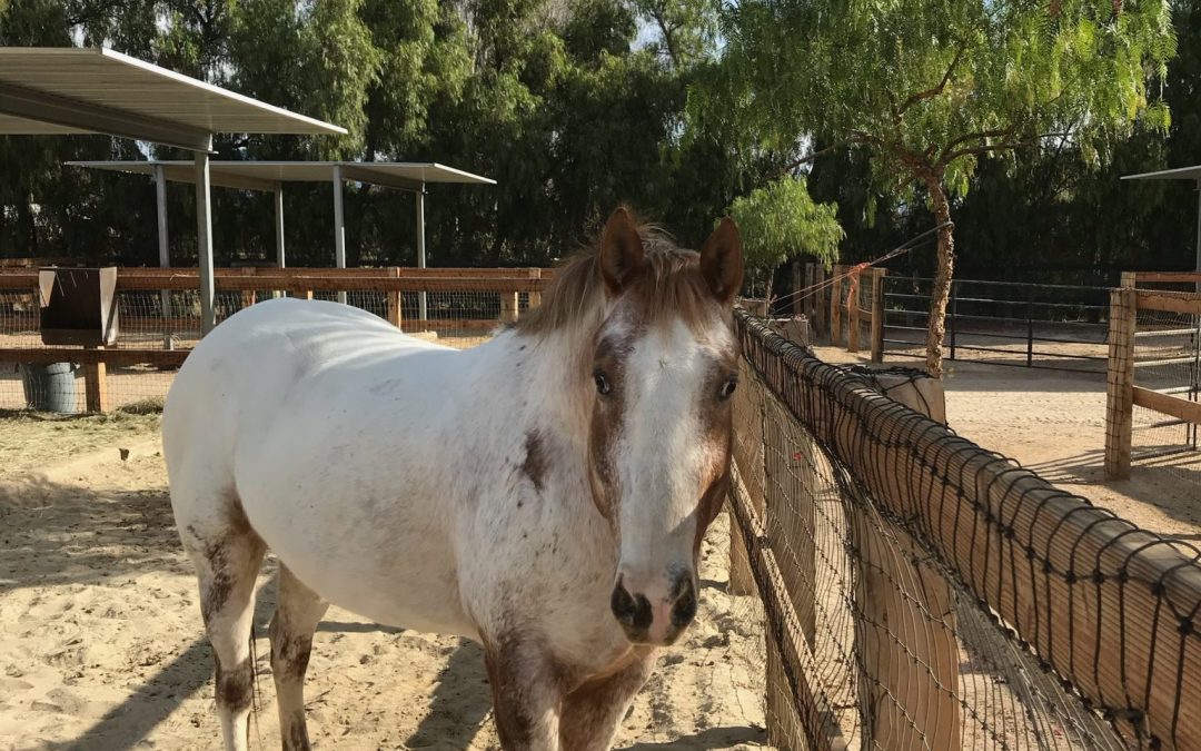 Twins in horses