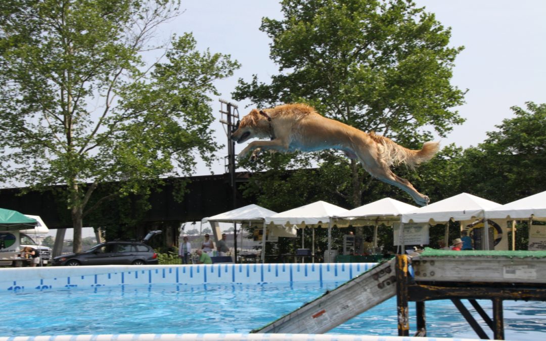 Dog agility and other such sports