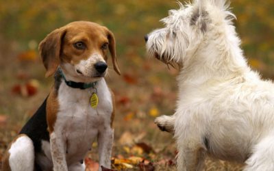 Socialization and your dog