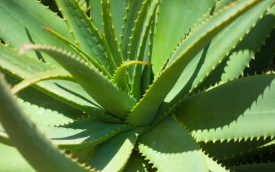 Aloe Vera; the ancient remedy